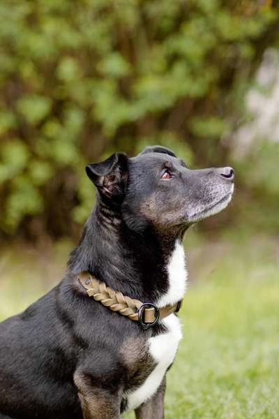 Foto's und Hundemodels-Beitrag-Bild