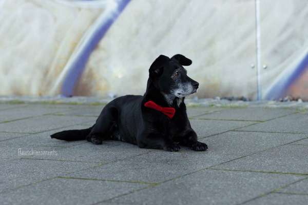 Tierschutzhund ist meine Lieblingsrasse-Beitrag-Bild