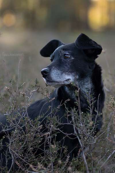 Foto's und Hundemodels-Beitrag-Bild