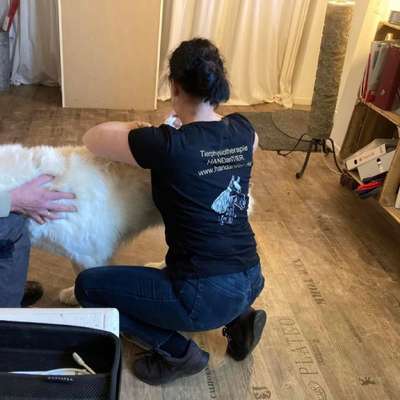 Medizinische Dienstleistung Tierphysiotherapeutin HANDanTIER in Murg  – Dogorama