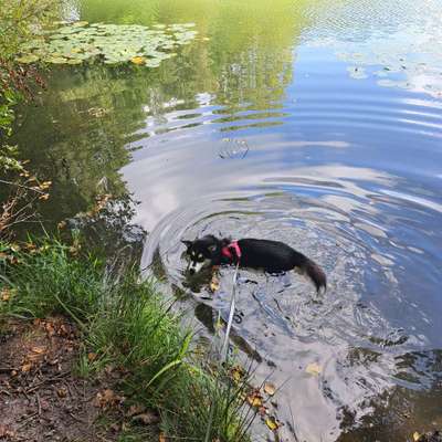 Husky-Beitrag-Bild