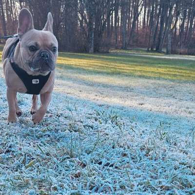 Hundetreffen-Treffen auf Hundewiese oder Gassirunde-Bild