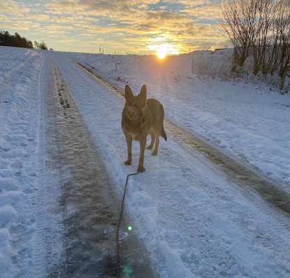 Schäferhund-Beitrag-Bild