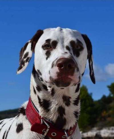 Dogorama Photo Challenge - Portrait-Beitrag-Bild