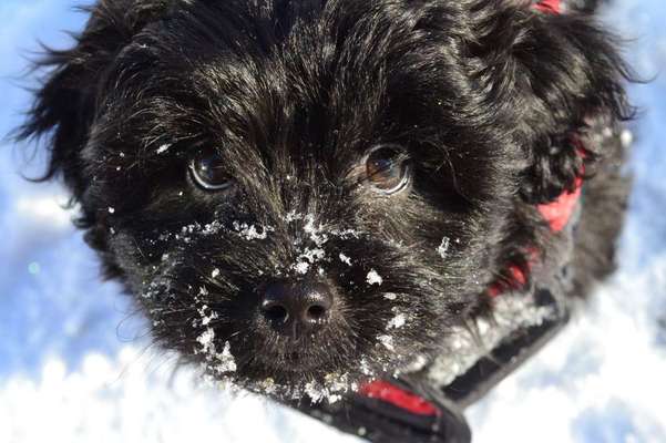 Black dogs are beautiful-Beitrag-Bild