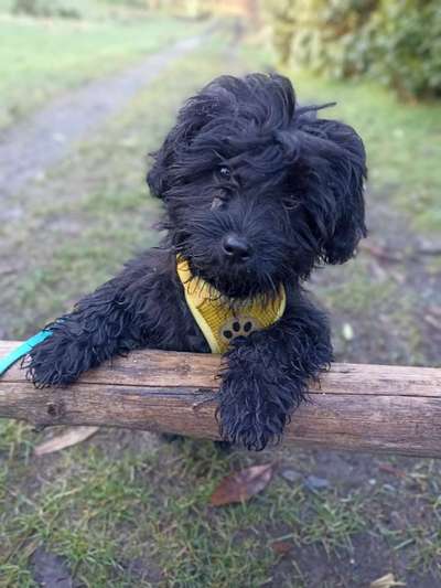 Black dogs are beautiful-Beitrag-Bild