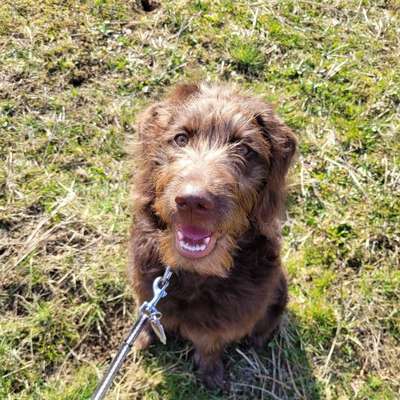 Hundetreffen-Welpentreffen oder gemeinsames spazieren gehen-Bild