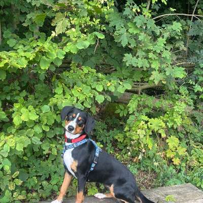 Hundetreffen-Nala, aufgeweckte Hündin, sucht soziale Kontakte und gemeinsame Gassi Runden-Bild