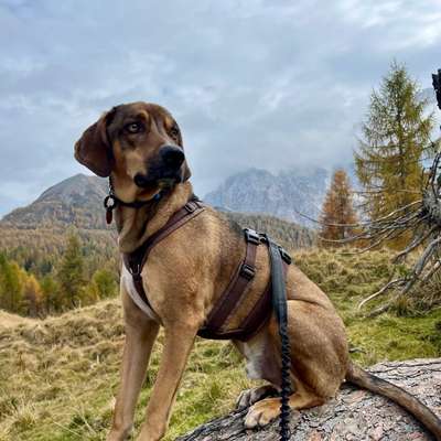 Wo kann mein Hund endlich frei laufen?-Beitrag-Bild