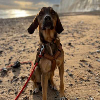 Wo kann mein Hund endlich frei laufen?-Beitrag-Bild