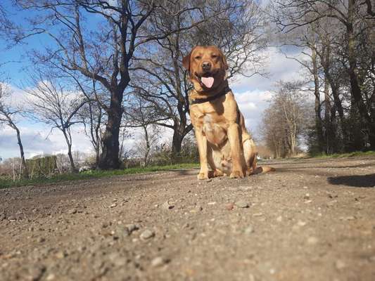 Reinrassige Hunde?-Beitrag-Bild