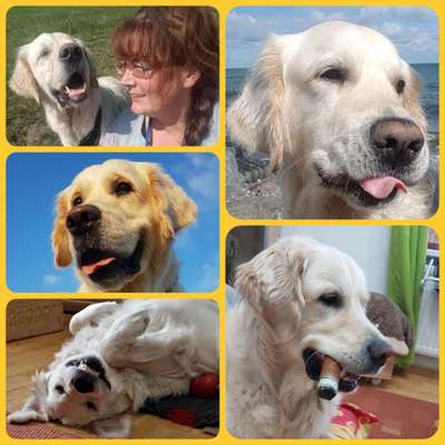 Zeige den lustigsten Blick deines Hundes-Beitrag-Bild