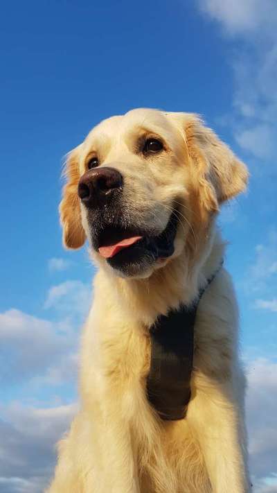 Handy Fotochallenge Nr. 52: Dein Hund mit blauem Himmel-Beitrag-Bild