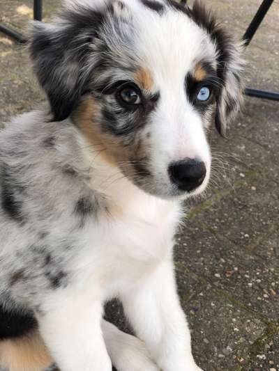 Die Dogorama Kalender Challenge 4/4-Beitrag-Bild