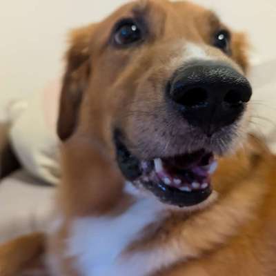 Hundetreffen-Allgemeine Gassi Runde an der Seseke Mit Marley.Rüde 5 Jahre .-Bild