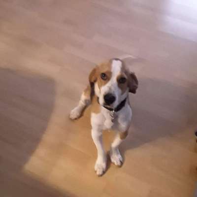 Hundetreffen-Beagletreffen