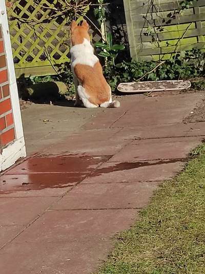 36. Handy Foto Challenge - Sonnenanbeter-Beitrag-Bild