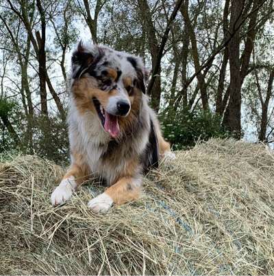 Hundetreffen-Aussie Treffen Umkreis von Kassel