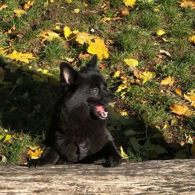 Hundetreffen-Pino-Bild
