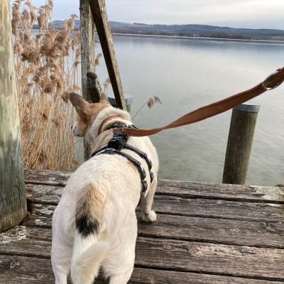 Hundetreffen-Hundefreunde gesucht :-)