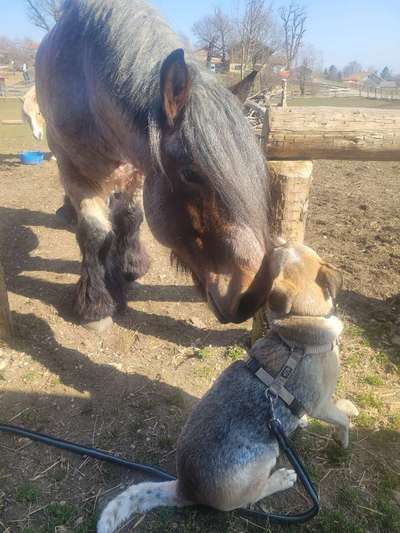 Dogorama Photo Challenge - Gegensätze-Beitrag-Bild