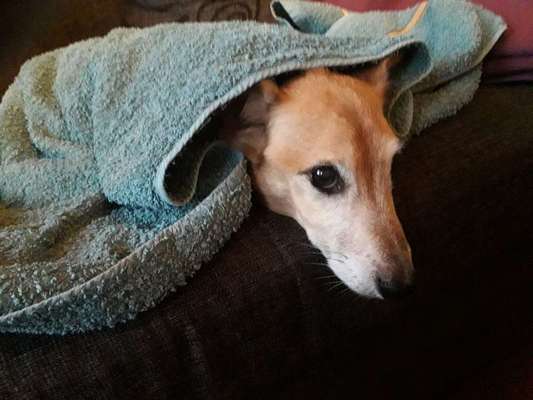 Dein Hund im Dogorama-Kalender 2021-Beitrag-Bild