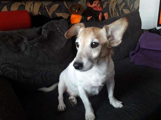 Dein Hund im Dogorama-Kalender 2021-Beitrag-Bild