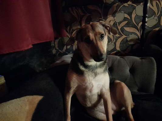 Dogorama Photo Challenge - Hundeblick zum hinschmelzen-Beitrag-Bild