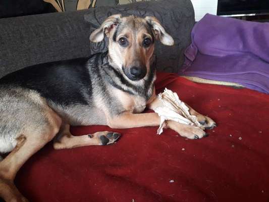 Mischlingshunde Foto Aufruf-Beitrag-Bild