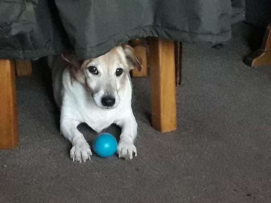 Dein Hund im Dogorama-Kalender 2021-Beitrag-Bild