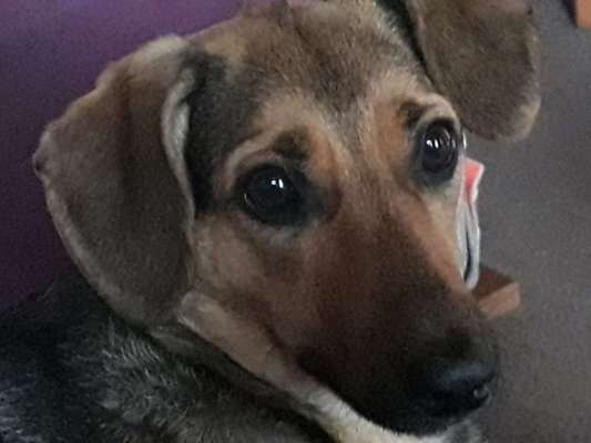 Die Dogorama Kalender Challenge Titelbild-Beitrag-Bild