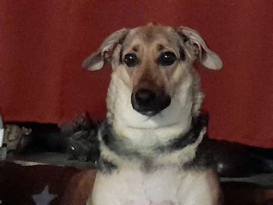 Auslandstierschutz-Beitrag-Bild