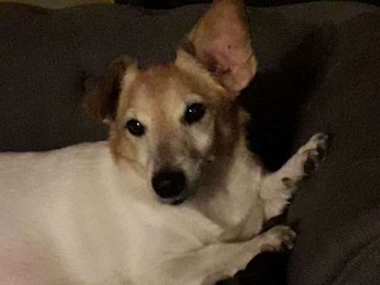 Dein Hund im Dogorama-Kalender 2021-Beitrag-Bild