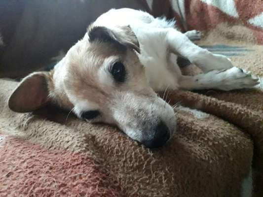 Unsere Fellnasen im Regenbogenland-Beitrag-Bild