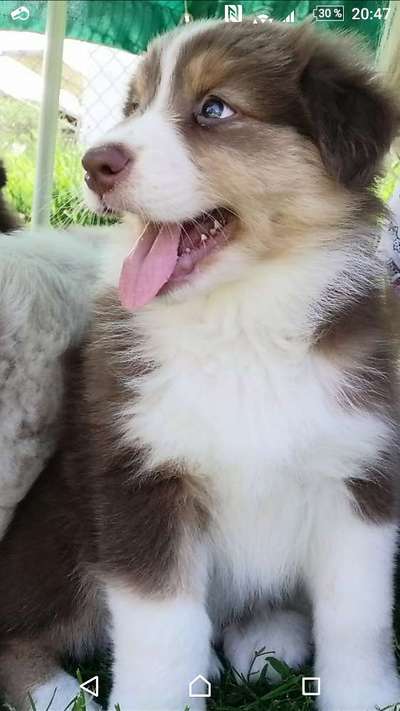 Welpen Bilder !-Beitrag-Bild