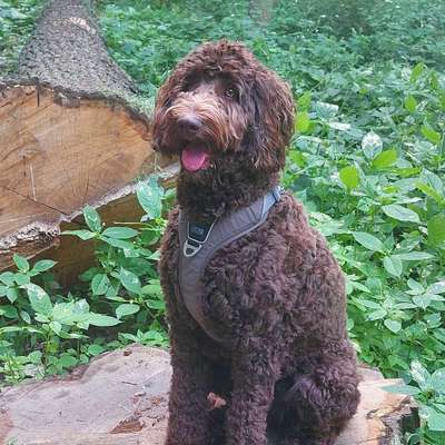 Hundetreffen-Gassirunde im Norden von Leipzig( Wiederitzsch,  Lindenthal,  Schladitzerbucht, Werberlinersee)-Bild