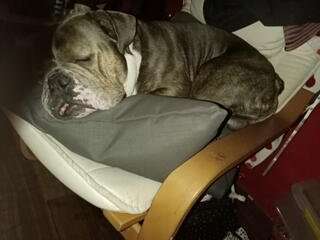 Olde English Bulldogge-Beitrag-Bild