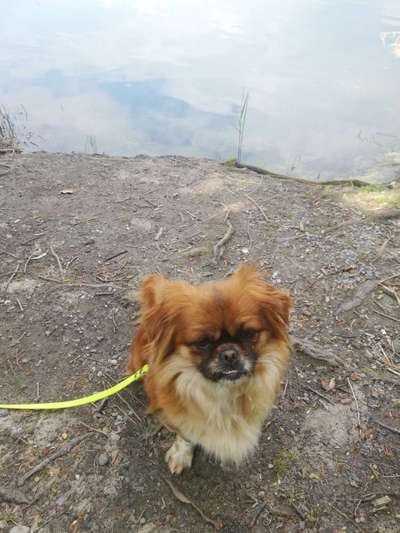 Pekinese/Pekingese-Beitrag-Bild