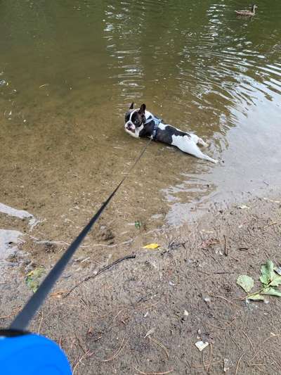 Dogorama-Monats-Challenge-Mai "Wasser"-Beitrag-Bild