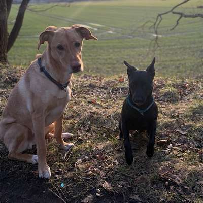 Hundetreffen-Gassirunde-Bild