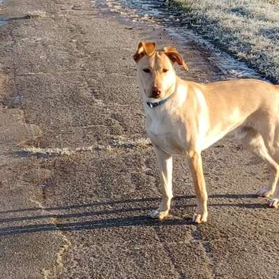 Hundetreffen-Gassirunde-Bild