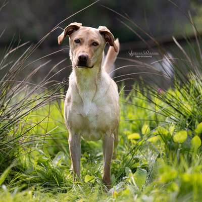 Hundetreffen-Spielgefährten / Gassirunde-Bild