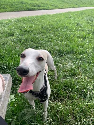 Hundetreffen-Suche Whippet/ Windhund zum Gemeinsamen spazieren/rennen-Bild