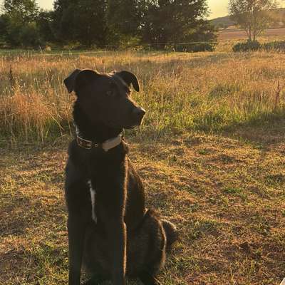 Hundetreffen-Spaziergänge und Trainingseinheiten in Marburg-Bild