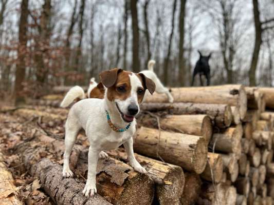 Hundetreffen-Spielgefährten-Bild