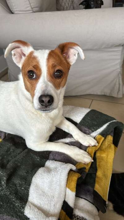 Hundetreffen-Spielkameraden gesucht-Bild