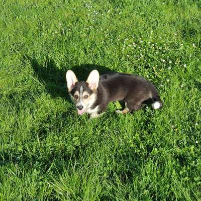 Hundetreffen-Welpen-und Junghunde Treffen-Bild