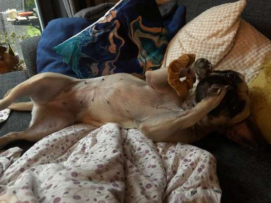 Die Dogorama Wochen Challenge-Beitrag-Bild