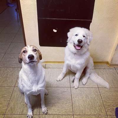 Bester Freund, Hundekumpel - zeigt her!-Beitrag-Bild