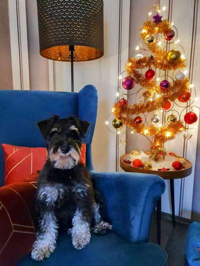 Dogorama Photo Challenge - Weihnachtsbaum-Beitrag-Bild